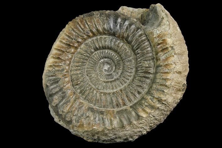 Ammonite (Dactylioceras) Fossil - England #174293